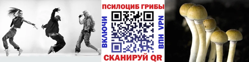 дарнет шоп  mega зеркало  Псилоцибиновые грибы мицелий  Мытищи 